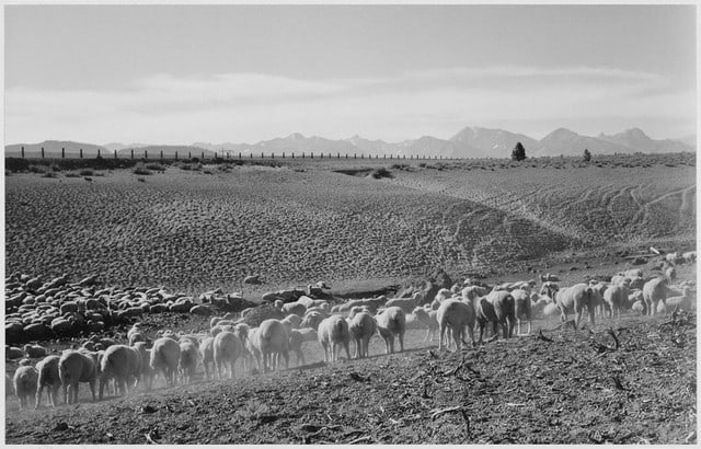 Adams - Flock in Owens Valley 2, 1941: Artist: Ansel Adams - Title: Flock in Owens Valley 2, 1941 - Medium: Fine Art Reproduction Giclee on Canvas - Image Size: Approximately 20.5 inches x 32 inches - Unframed on Unstretched Canvas - Biogr