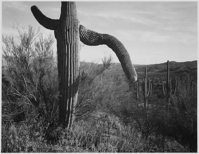 Adams - Cactus in Saguaro National Monument 3 in Arizona: Artist: Ansel Adams - Title: Cactus in Saguaro National Monument 3 in Arizona - Medium: Fine Art Reproduction Giclee on Canvas - Image Size: Approximately 24.75 inches x 32 inches - Unframed on Unstre