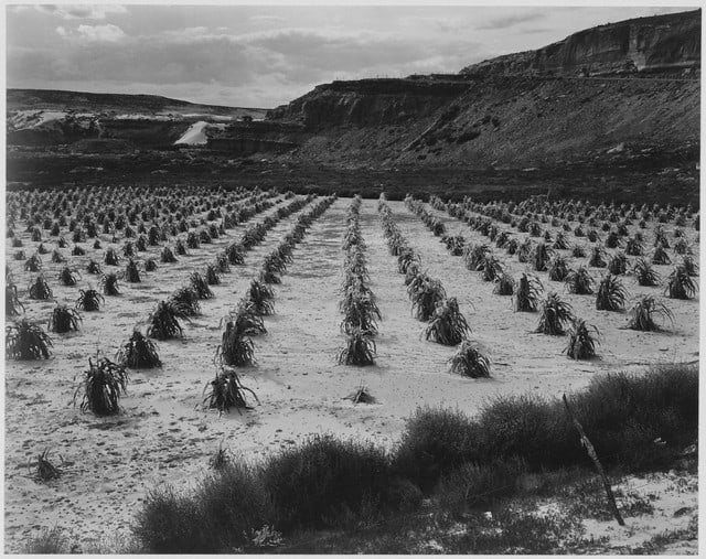 Adams - Corn Field, Indian Farm near Tuba City, Arizona 1941 2: Artist: Ansel Adams - Title: Corn Field, Indian Farm near Tuba City, Arizona 1941 2 - Medium: Fine Art Reproduction Giclee on Canvas - Image Size: Approximately 25.25 inches x 32 inches - Unframed on 