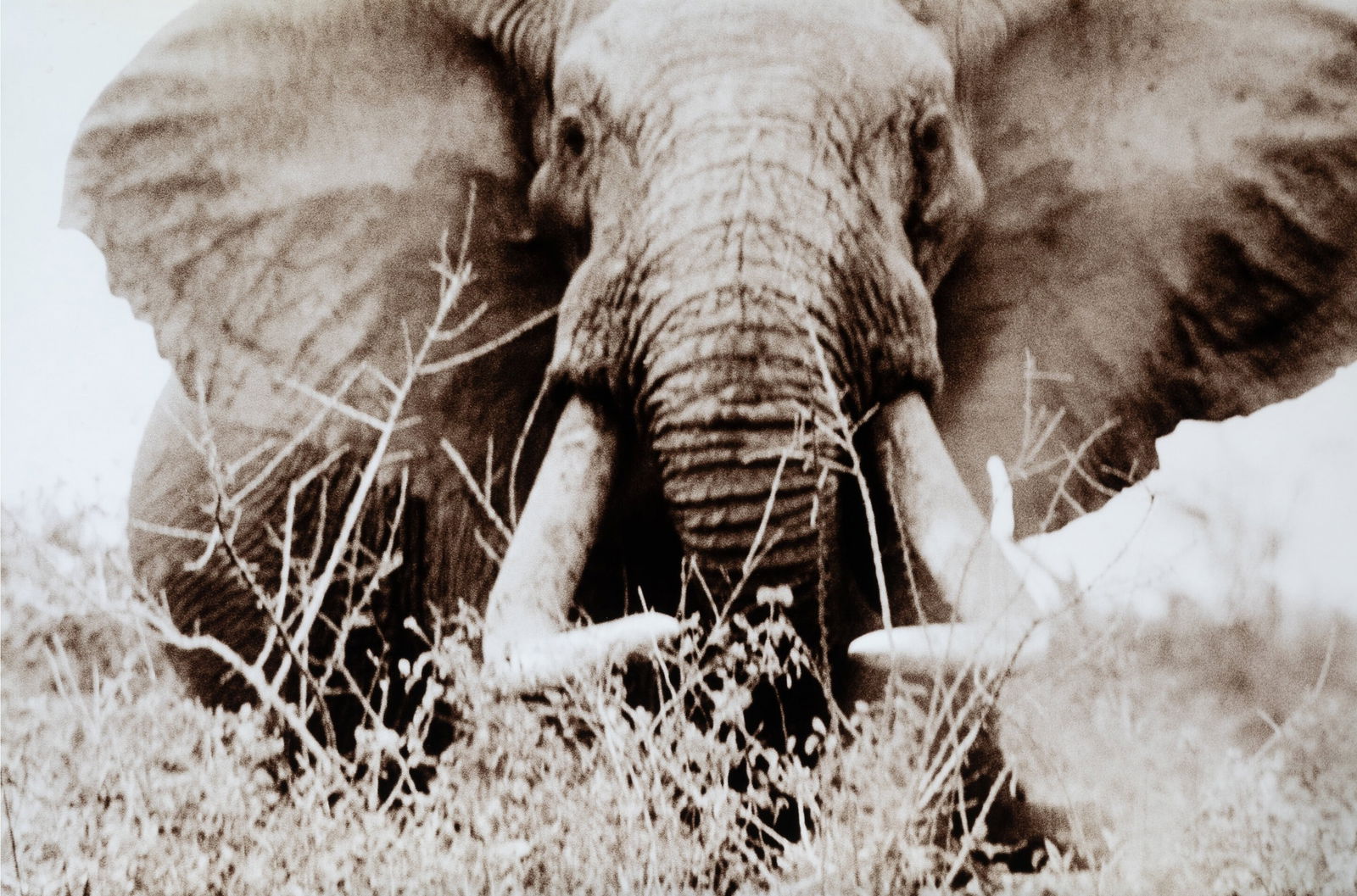 PETER BEARD ELEPHANT PRINT: Peter Beard Oversized Elephant Print measuring at 43x69 inches. Printed later.