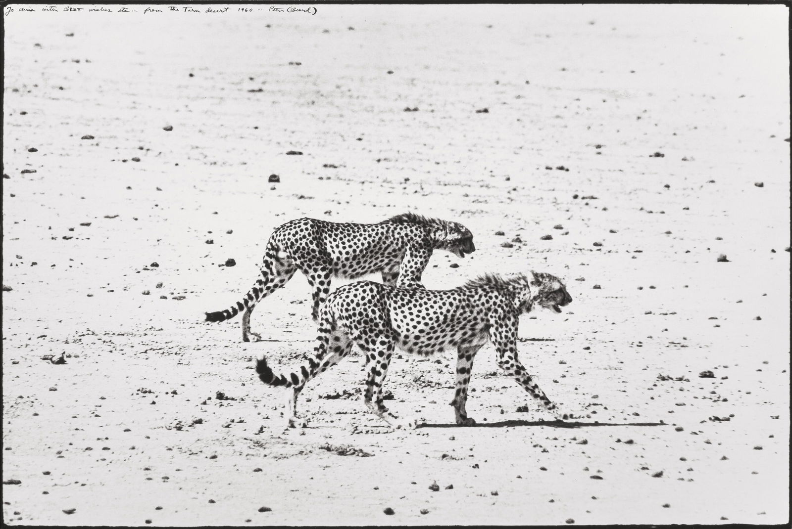 PETER BEARD HUNTING CHEETAHS PRINT: Peter Beard Hunting Cheetahs Print mounted to gator board measuring at 13.25x19.5 inches. Printed later.