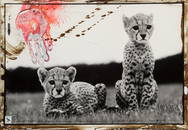 PETER BEARD ORPHANED CHEETAHS PRINT