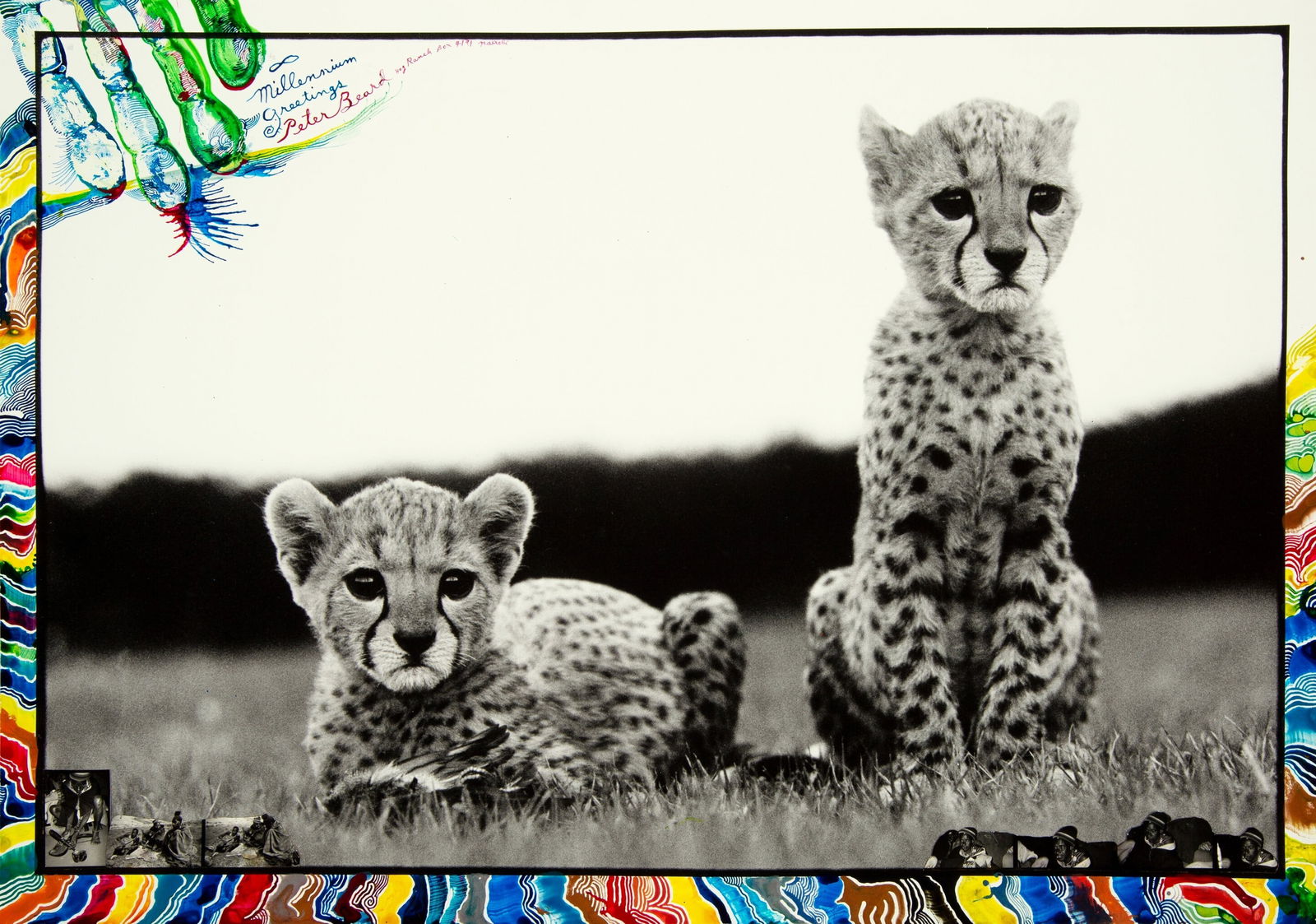 PETER BEARD ORPHANED CHEETAHS PRINT: Peter Beard Orphaned Cheetahs Print mounted to gator board measuring at 14x19.75 inches. Printed later.