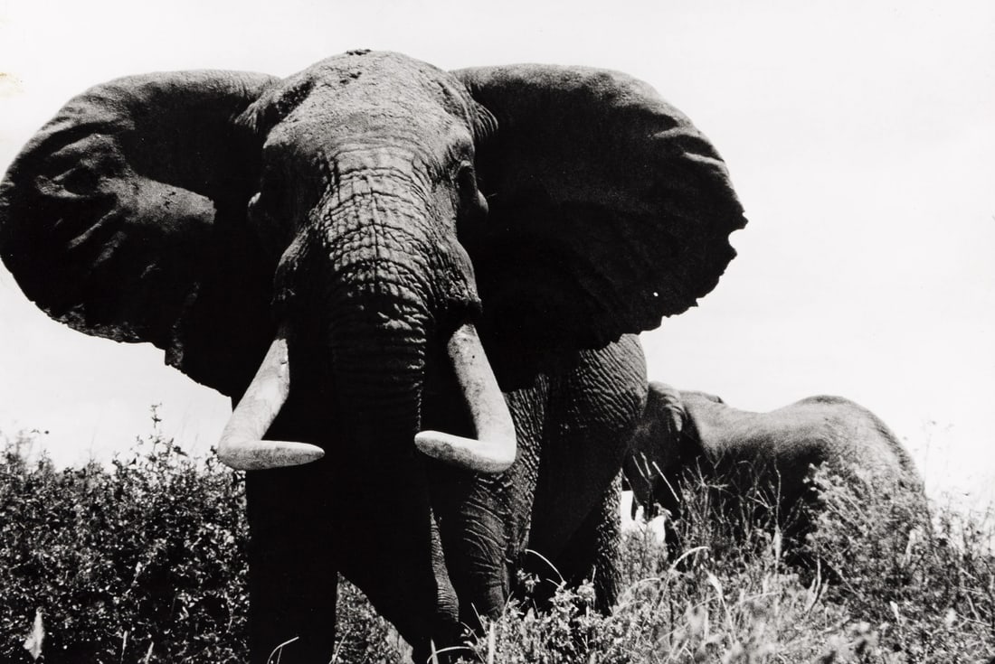 PETER BEARD KENYA ELEPHANT PRINT: Peter Beard Kenya Elephant Print mounted to board measuring at 9x13.5 inches. Printed later.