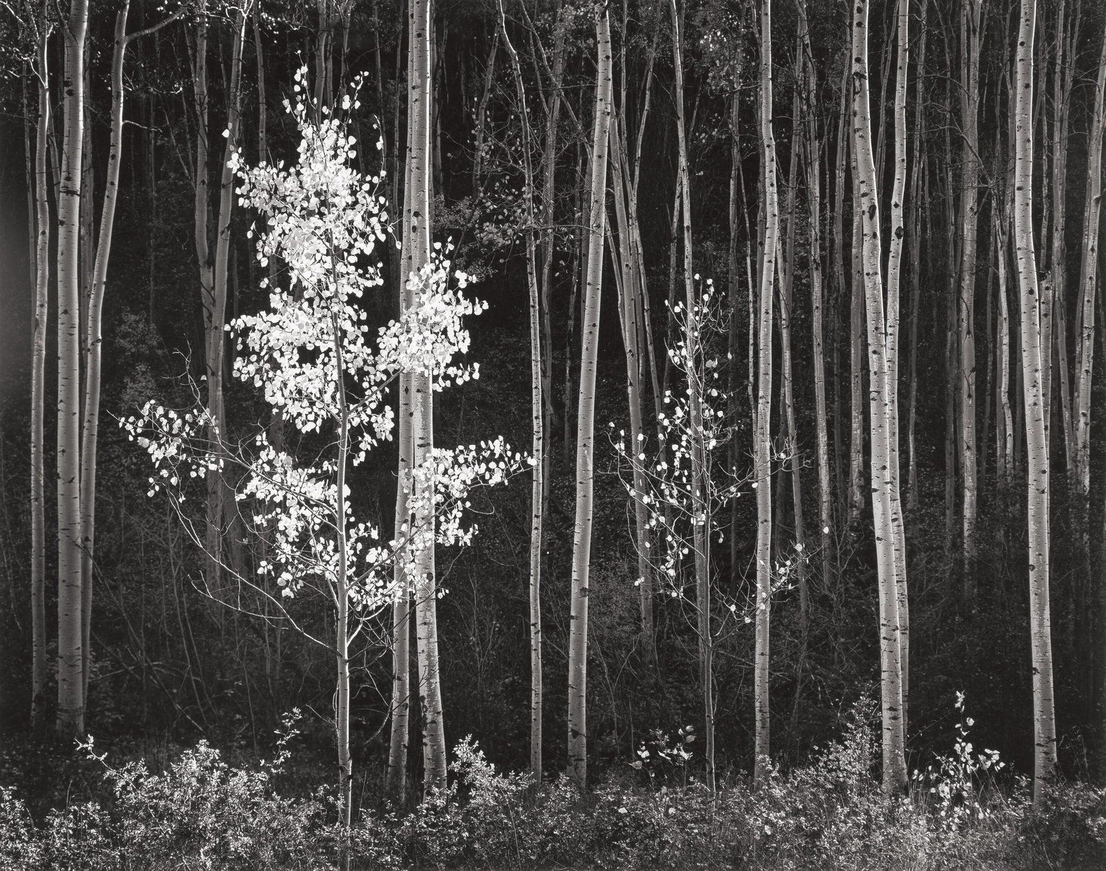 ANSEL ADAMS ASPENS NEW MEXICO PRINT: Ansel Adams Aspens New Mexico Print mounted to board measuring at 18x22.75 inches. Printed later.