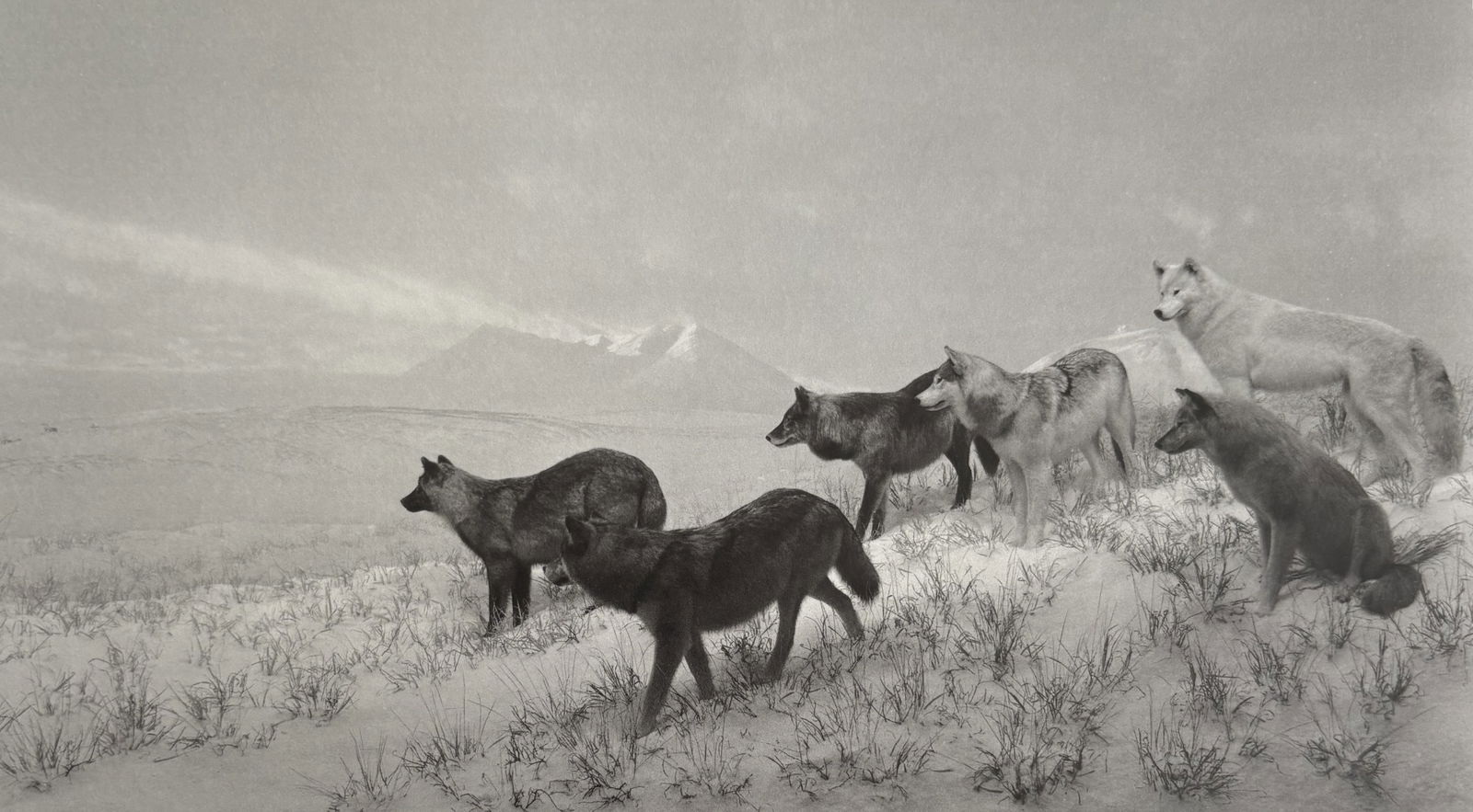 HIROSHI SUGIMOTO ALASKAN WOLVES DUOTONE PRINT: Hiroshi Sugimoto Alaskan Wolves Duotone Print mounted to board measuring at 11x11 inches
