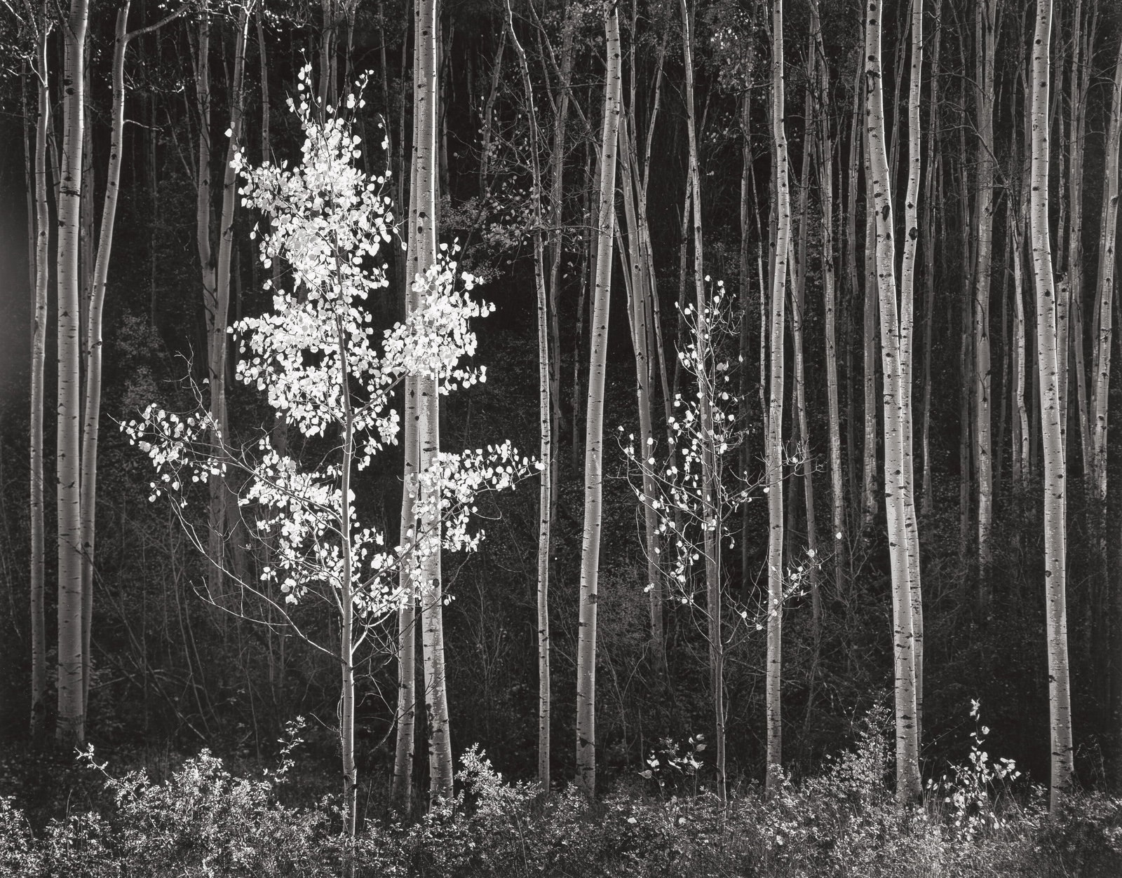 ANSEL ADAMS ASPENS NEW MEXICO PRINT: Ansel Adams Aspens new mexico print mounted to gatorboard measuring at 18x22.75 inches.