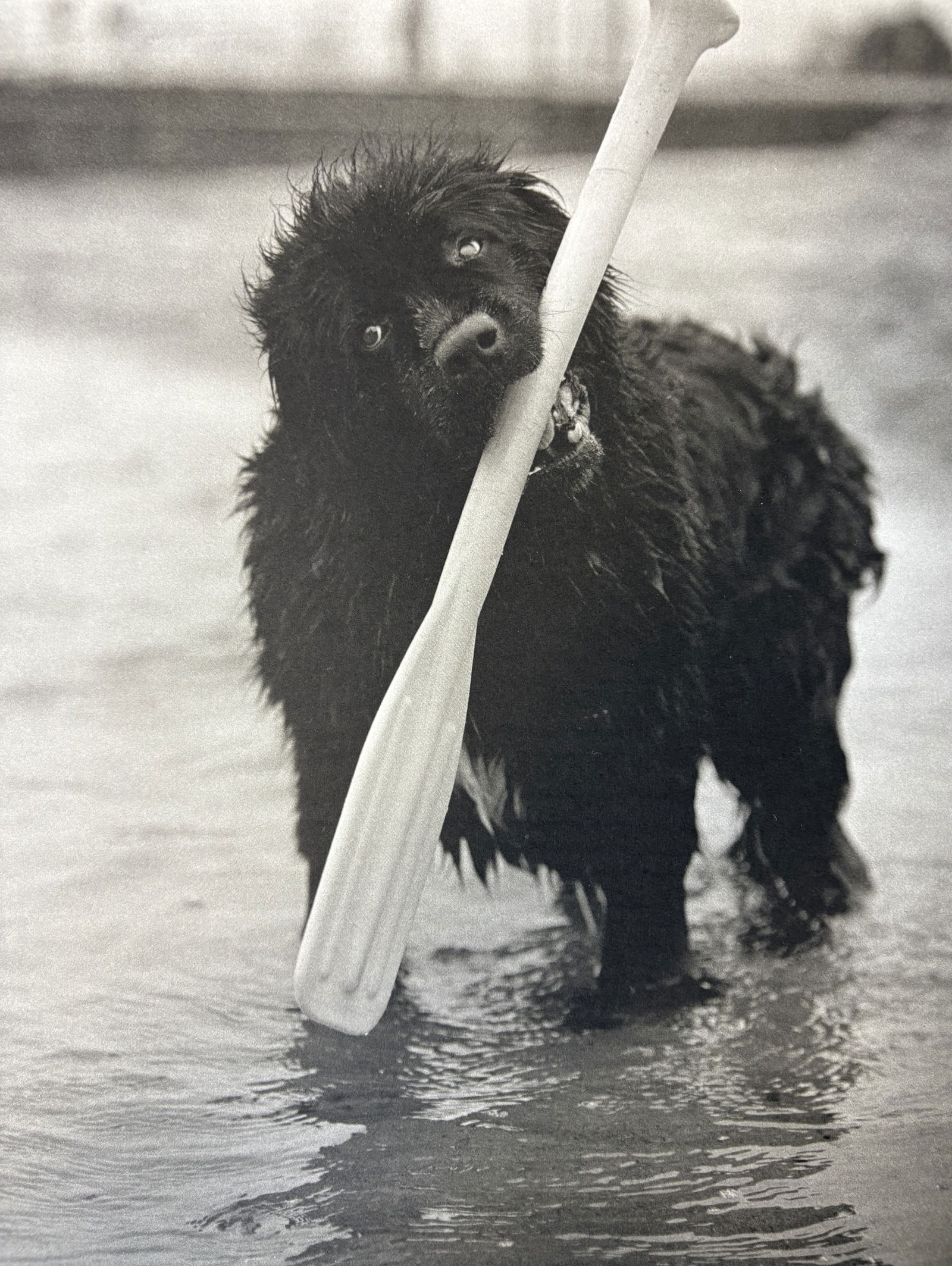 BRUCE WEBER DOG GRAVURE: Bruce Weber Dog gravure mounted to same size board measuring at 9.5x12 inches