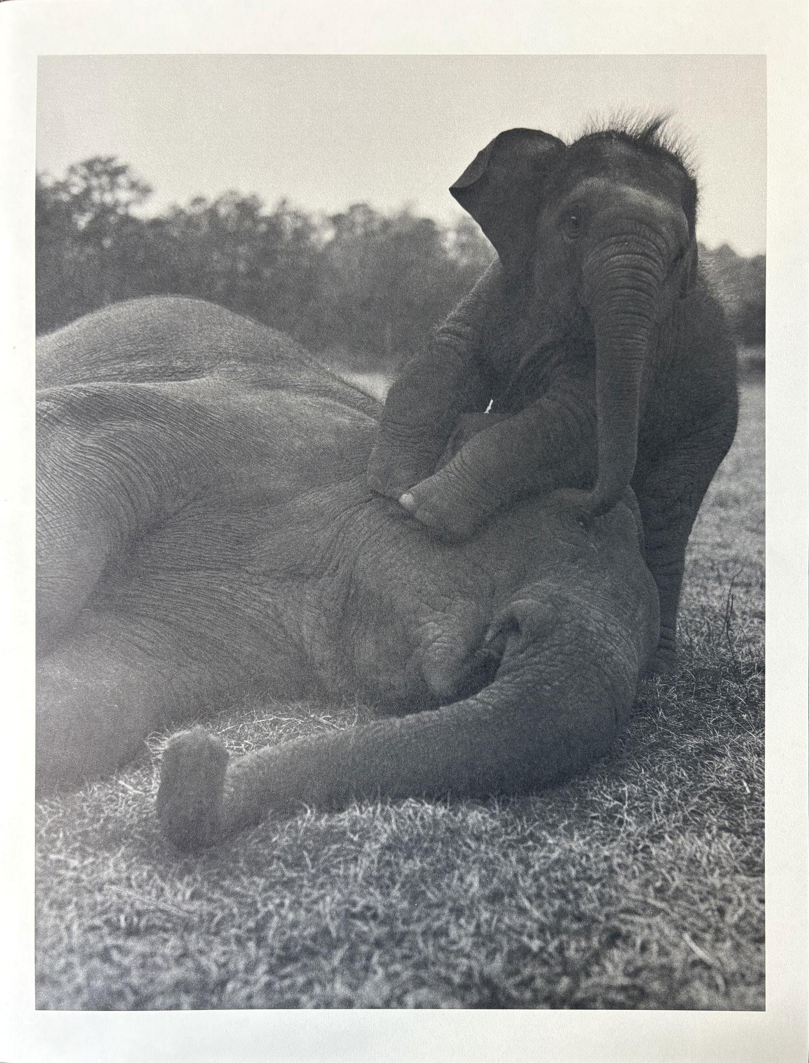 BRUCE WEBER ELEPHANT GRAVURE: Bruce Weber Elephant gravure mounted to same size board measuring at 9x12 inches