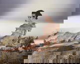 NOBUYOSHI ARAKI NUDE WOMAN PHOTO LITHO