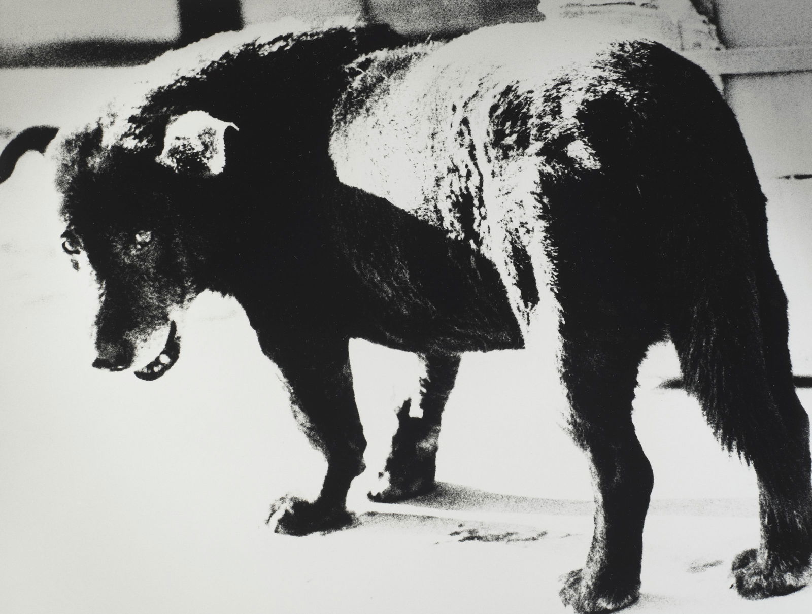 DAIDO MORIYAMA STRAY DOG PRINT: Daido Moriyama Stray Dog Print mounted to board measuring at 16x21 inches