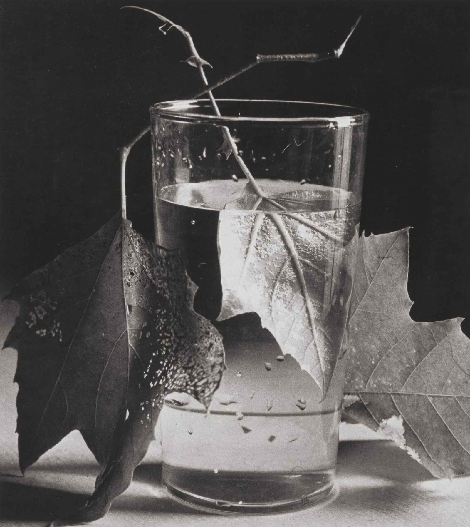 HORST P HORST ARMY LEAVES PRINT: Horst P Horst Army Leaves Print mounted to board measuring at 13.75x15.75 inches