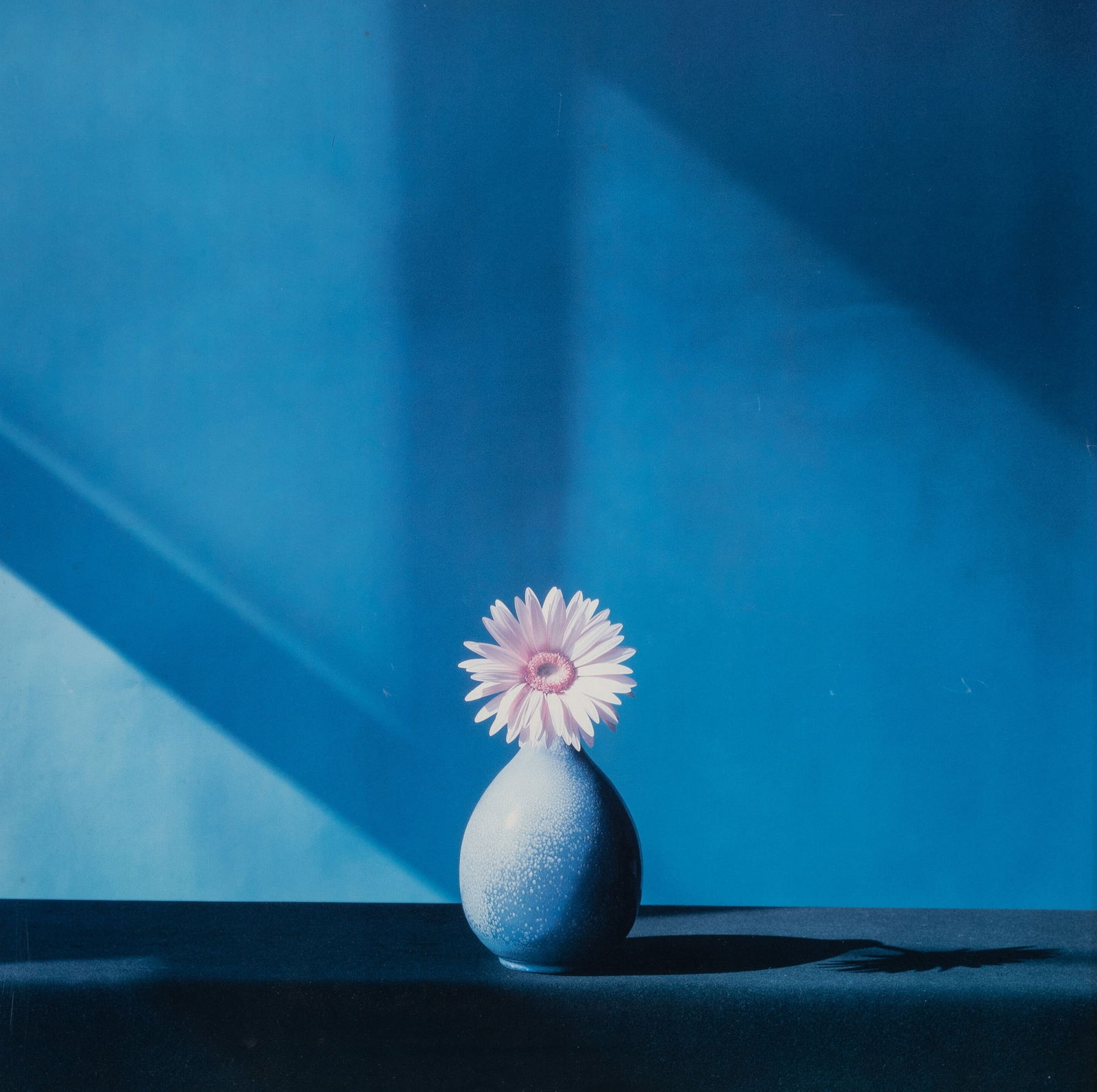 ROBERT MAPPLETHORPE AFRICAN DAISY PRINT: Robert Mapplethorpe African Daisy Print measuring at 23x23 inches