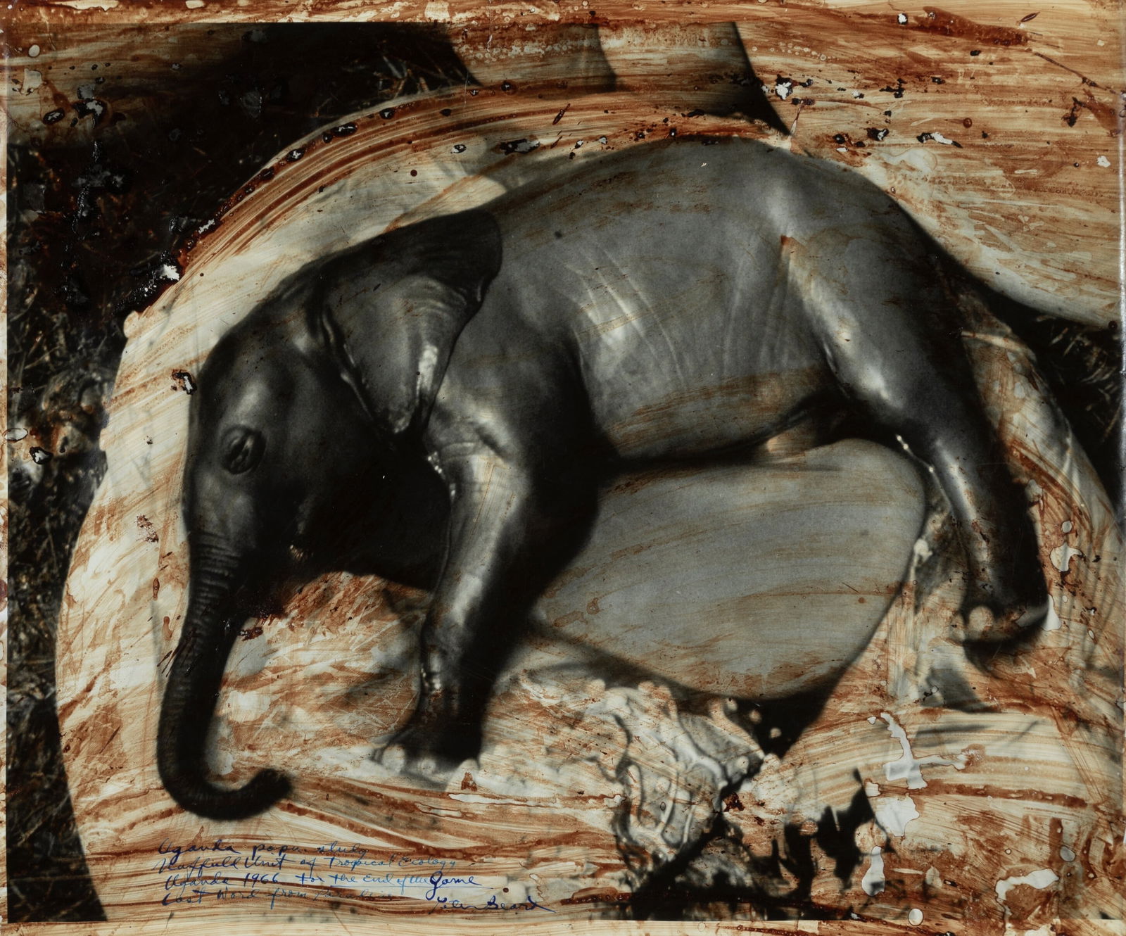 PETER BEARD UGANDA POPU PRINT: Peter Beard Uganda Popu Print measuring at 20x24 inches