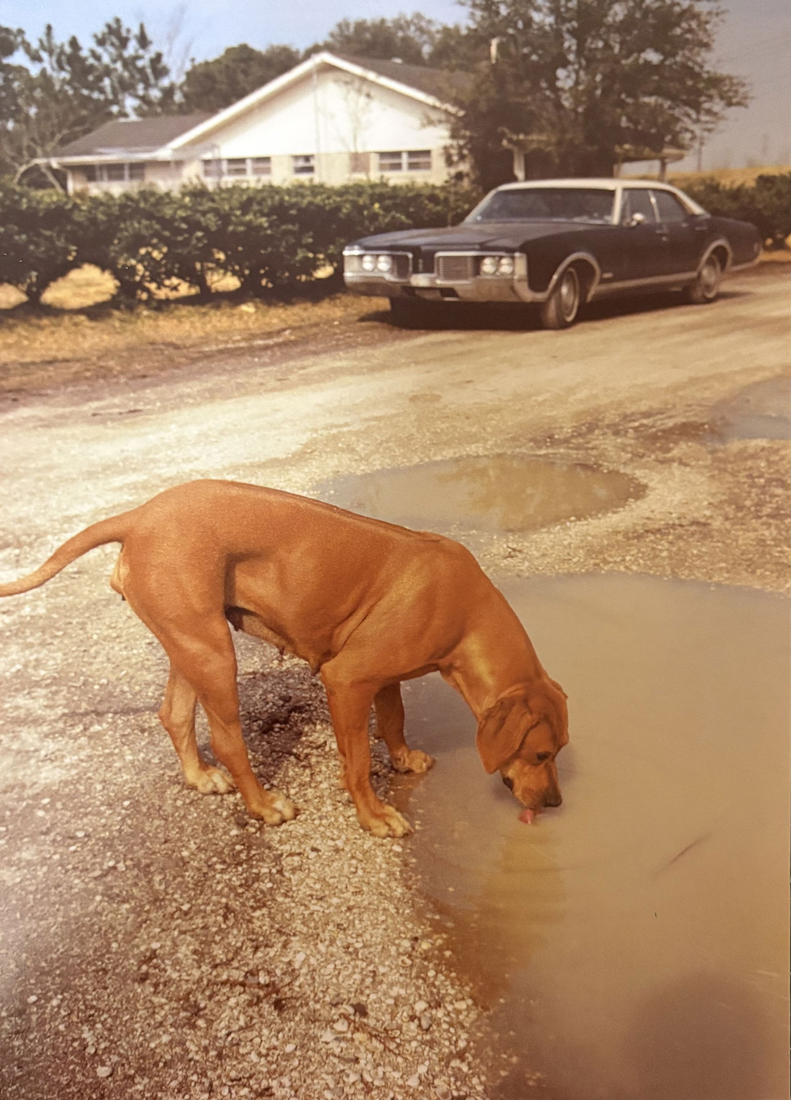 WILLIAM EGGLESTYON MEMPHIS PHOTO LITHO (1 of 1)