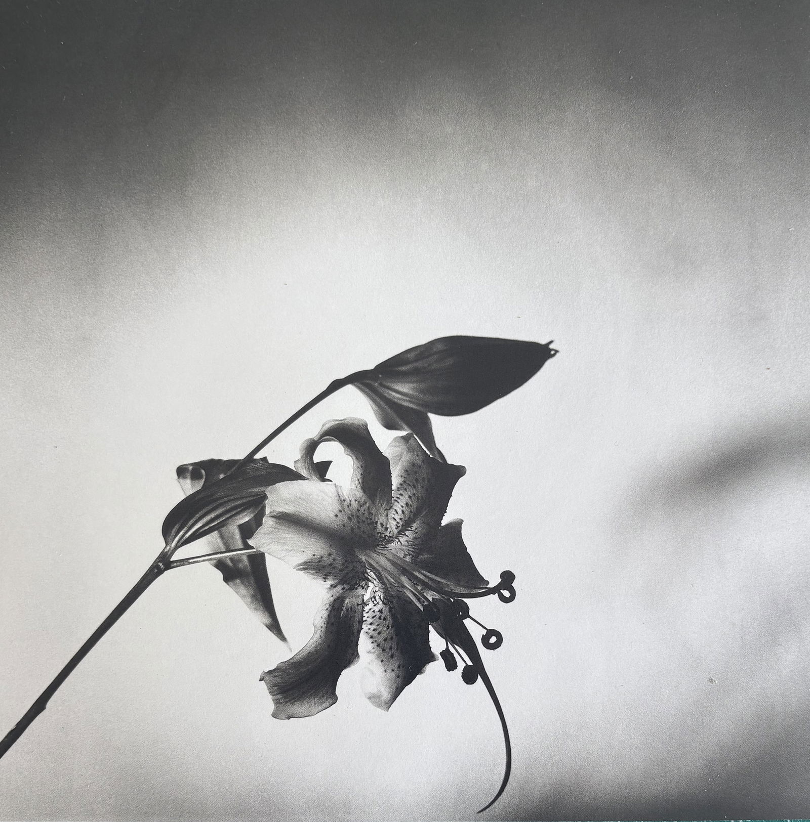 ROBERT MAPPLETHORPE LILY PHOTO LITHO (1 of 1)