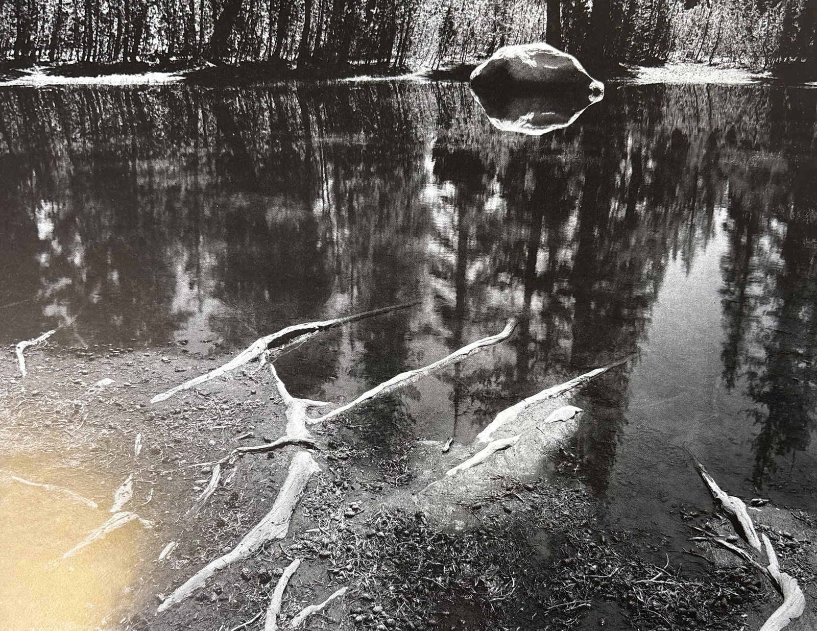 ANSEL ADAMS BRANCH AND CREEK PHOTO LITHO (1 of 1)