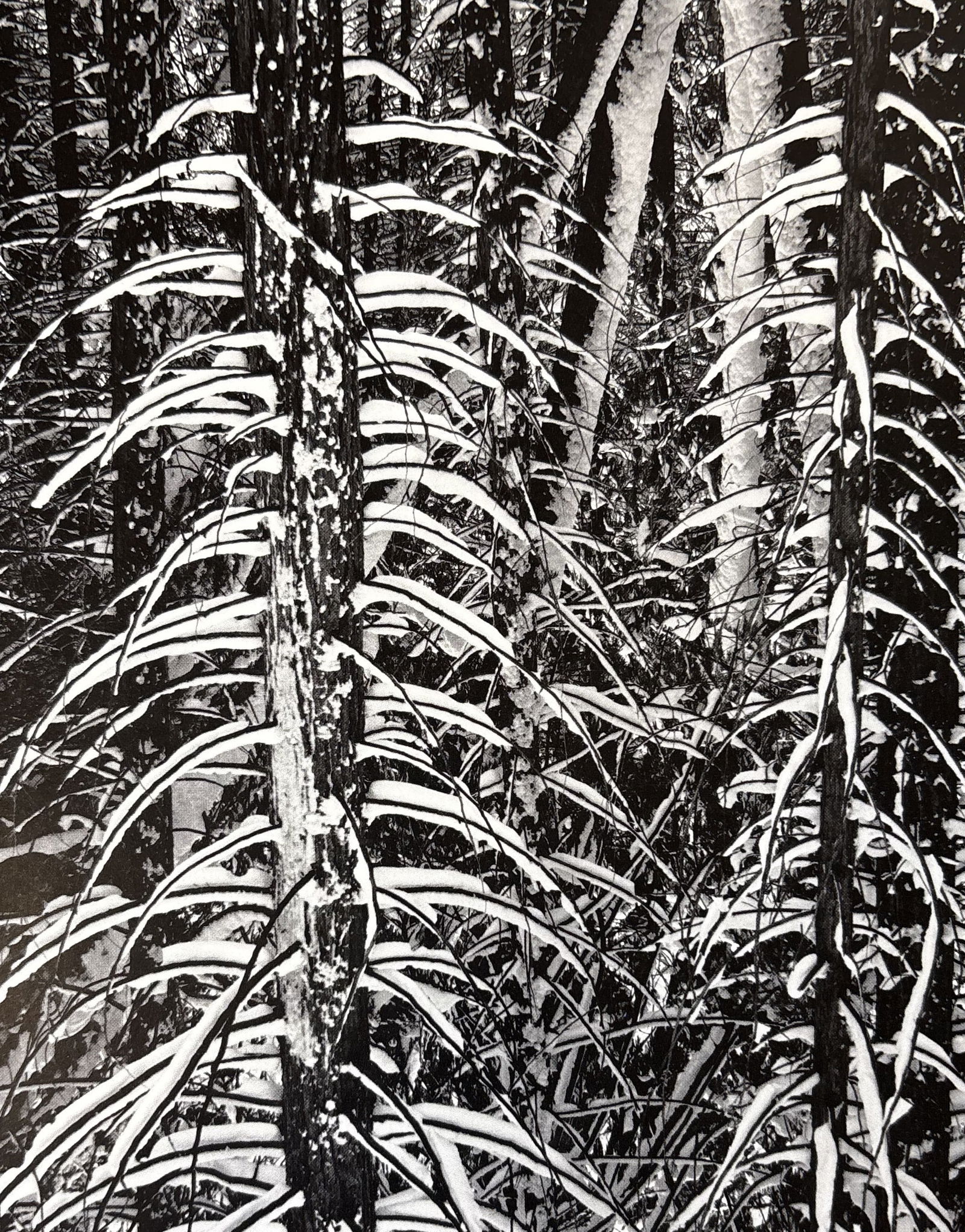 ANSEL ADAMS FOREST DETAIL WINTER PHOTO LITHO (1 of 1)