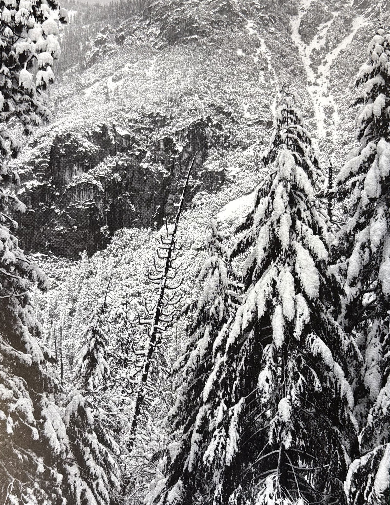 ANSEL ADAMS FOREST WINTER PHOTO LITHO (1 of 1)