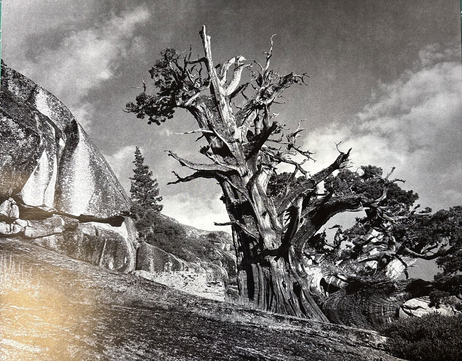 ANSEL ADAMS JUNIPER TREE PHOTO LITHO (1 of 1)