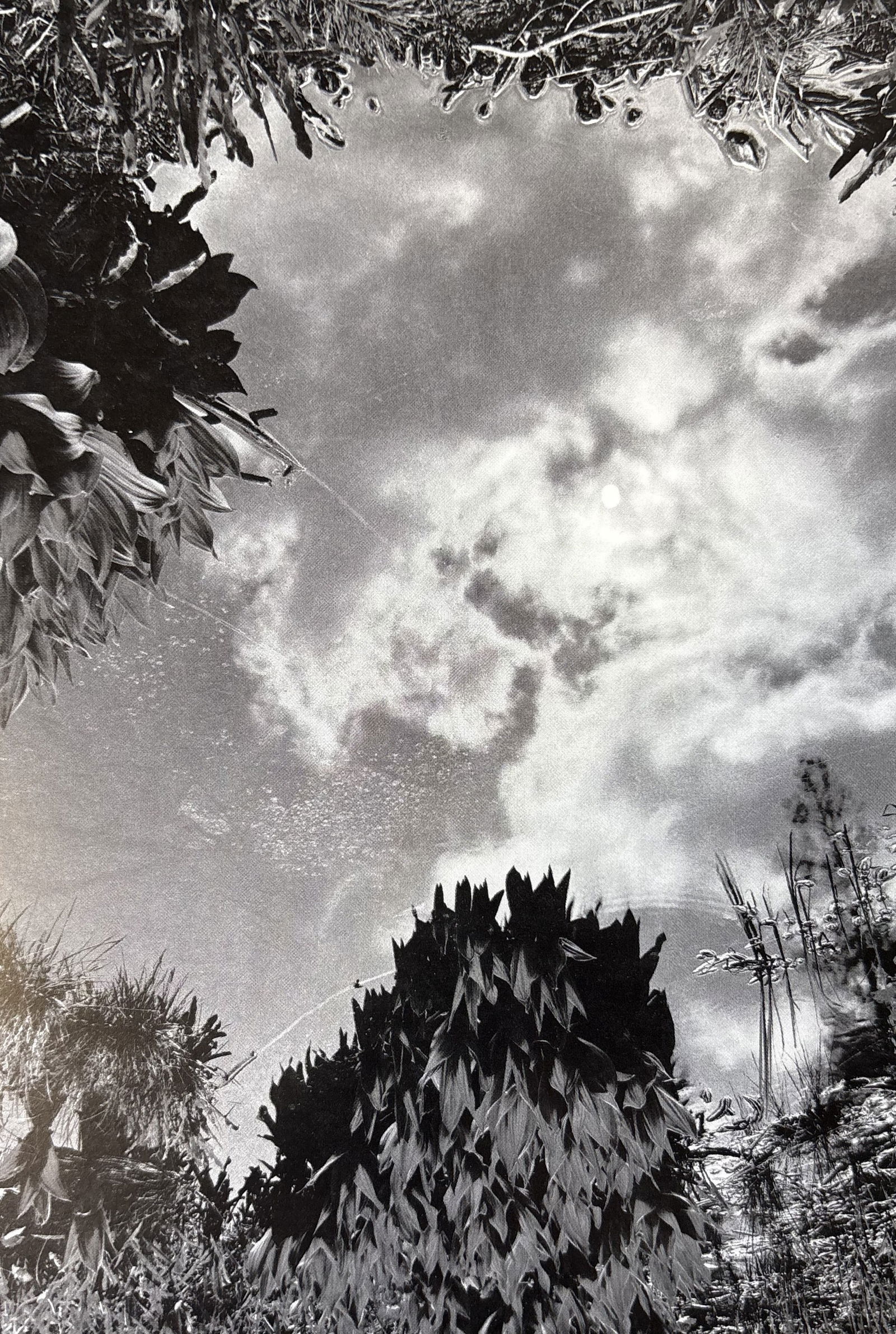 ANSEL ADAMS POOL AND CLOUD REFLECTIONS PHOTO LITHO (1 of 1)