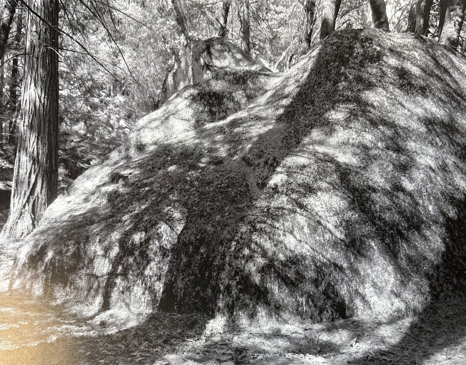 ANSEL ADAMS TREE SHADOWS AND ROCKS PHOTO LITHO: Ansel Adams Tree Shadows and Rocks Photo Lithograph mounted to same size board measuring at 6x7.5 inches