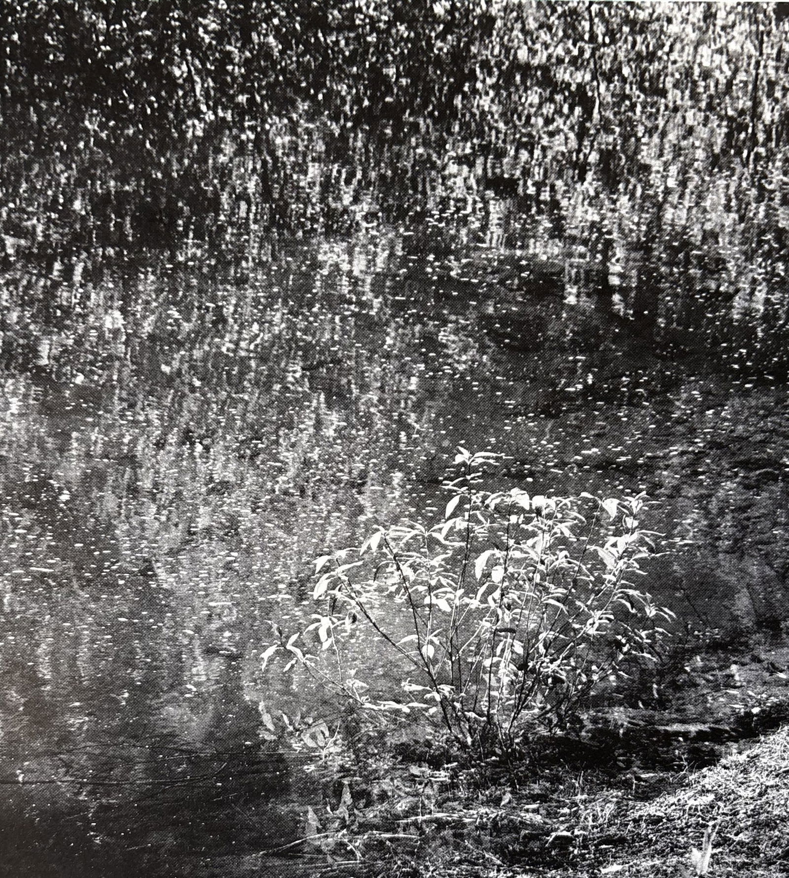 ANSEL ADAMS UNTITLED PHOTO LITHO (1 of 1)