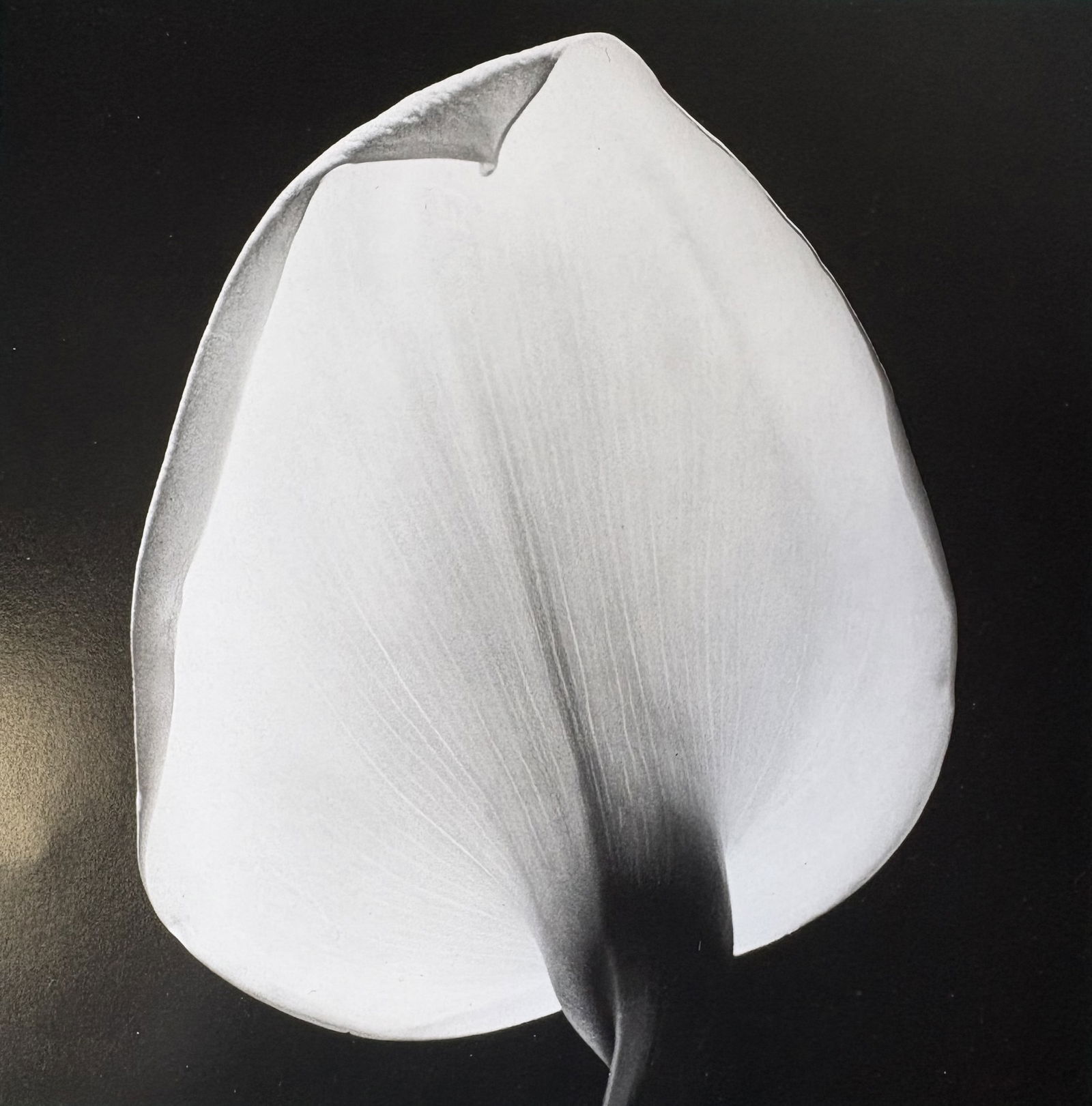 ROBERT MAPPLETHORPE CALLA LILY PHOTO LITHO (1 of 1)