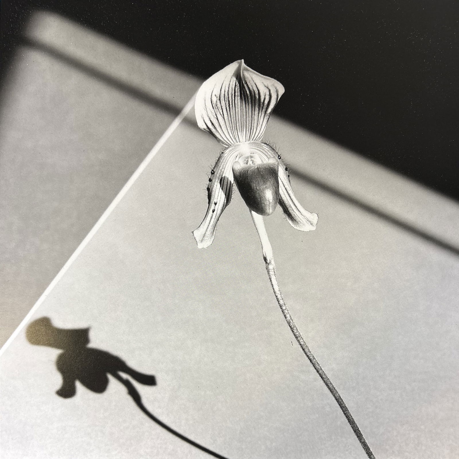 ROBERT MAPPLETHORPE ORCHID LITHO: Robert Mapplethorpe Orchid Photo Lithograph mounted to same size board measuring at 10.25x10.25 inches