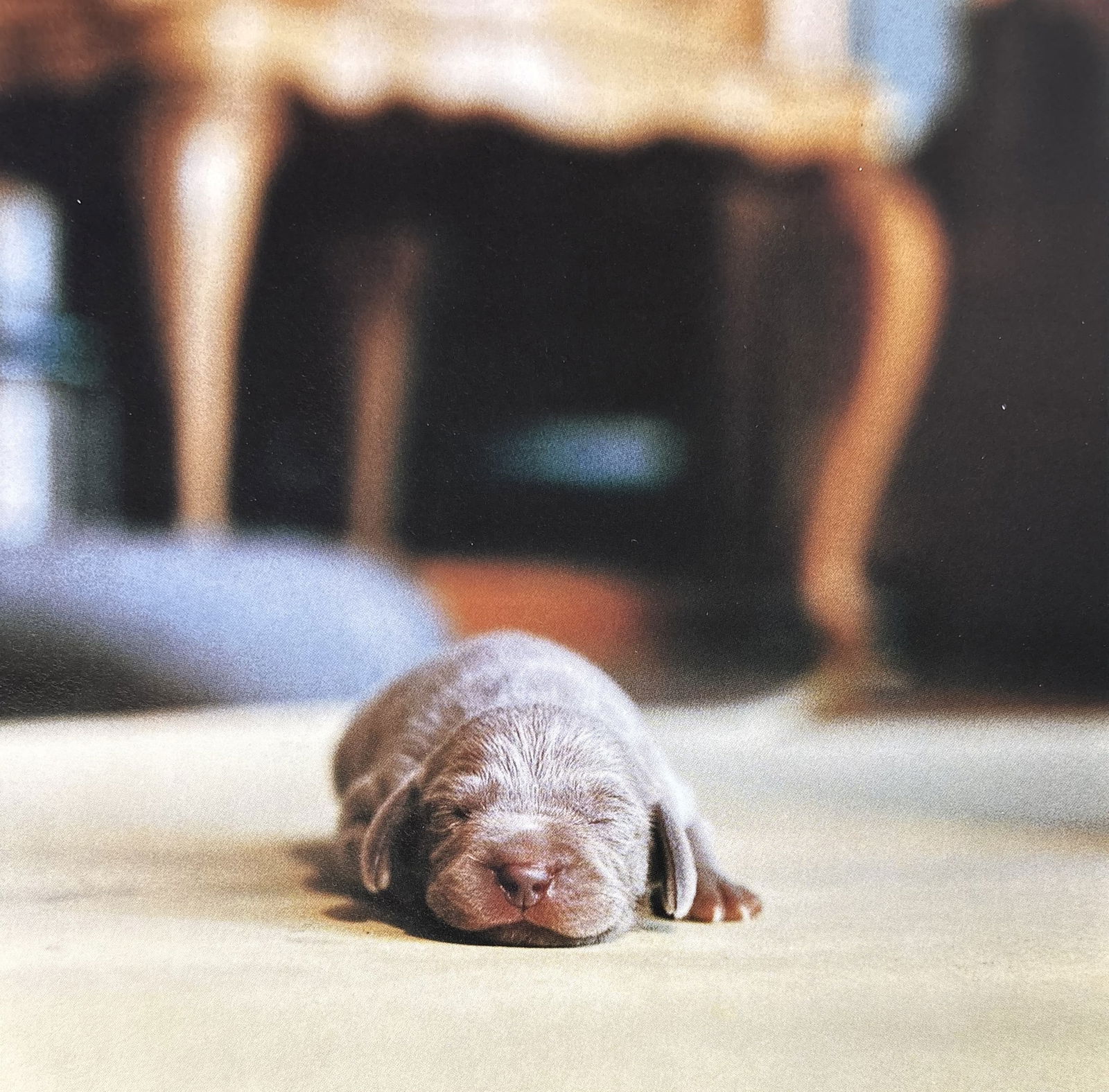 WILLIAM WEGMANN PUPPIES PHOTO LITHO (1 of 1)