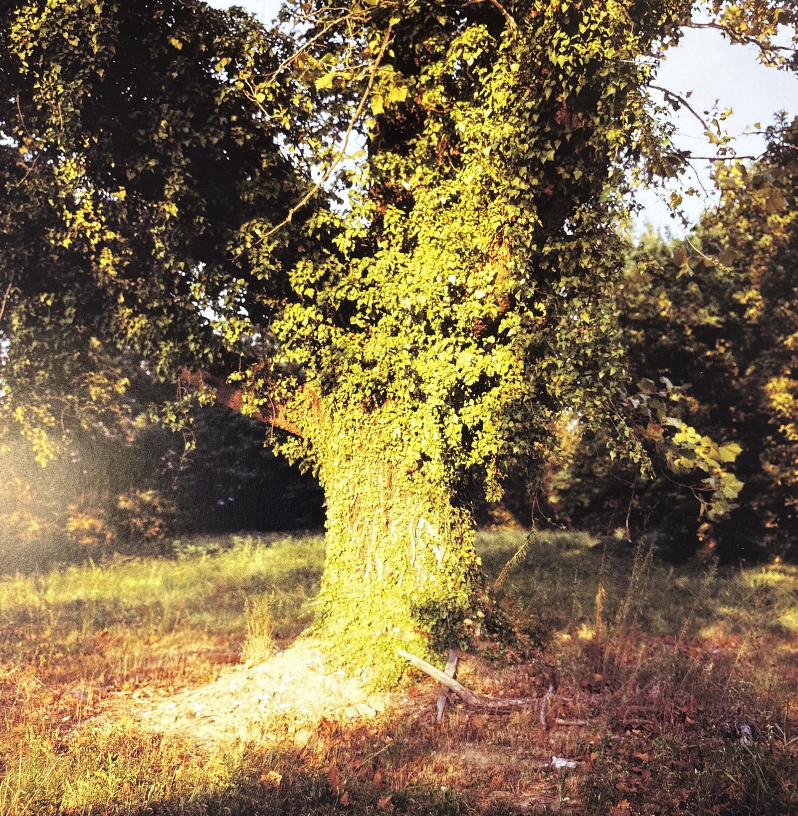 WILLIAM EGGLESTON UNTITLED PHOTO LITHO (1 of 1)