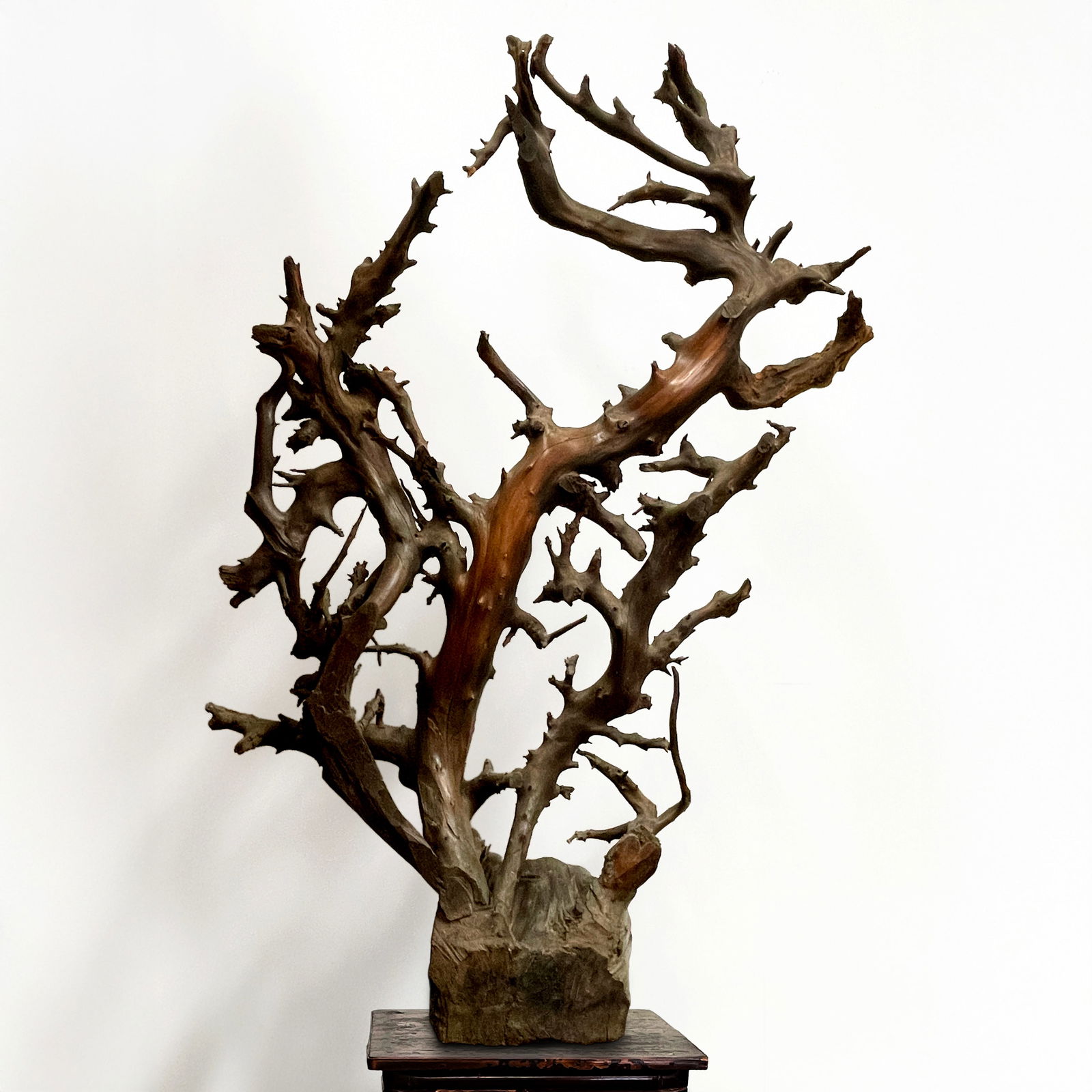 Rootwood Natural-Form Sculpture (Tree), Qing dynasty (1 of 14)
