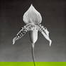 Robert Mapplethorpe - Orchid, 1987