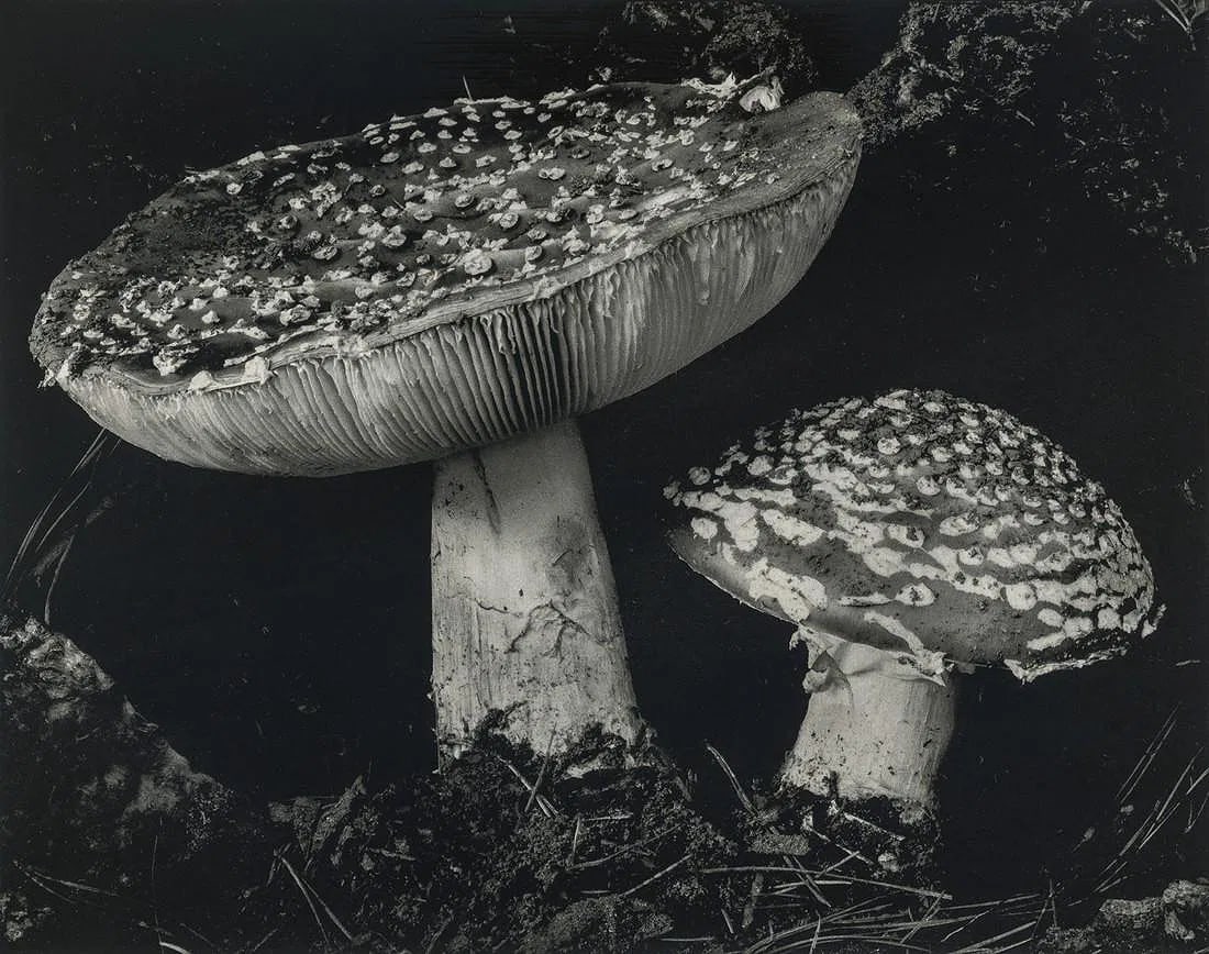 Edward Weston - Toadstool, 1934 (1 of 1)