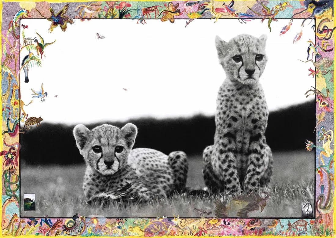 PETER BEARD Orphaned Cheetah Cubs 1968: PETER BEARD (1938–2020) Orphaned Cheetah Cubs at National Park Headquarters in Mweiga nr. Nyeri, 1968. Photograph, printed later, measures 28 x 33 inches, mounted to foam board