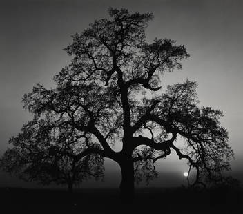 Ansel Adams (American) Oak Tree, Sunset City, California, Photograph, After: Measures: 15 x 17 3/8 inches, photograph, printed later, mounted to board. Ansel Easton Adams (February 20, 1902 – April 22, 1984) was an American landscape photographer and environmentalist known f