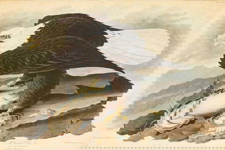 John James Audubon, "White Headed Eagle" Engraving: John James Audubon (American, 1785-1851), Robert Havell (English, 1793-1878). "White Headed Eagle - plate 31" - 19th century, engraving on double elephant sized paper. Marked "J. Whatman 1830" above e