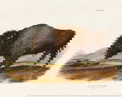 John James Audubon (American, 1785) American Bison: John James Audubon (American, 1785-1851), "American Bison or Buffalo, Male", Plate 56, hand-colored lithograph, from The Viviparous Quadrupeds of North America, Philadelphia, J.T. Bowen, 1843-1848, sh