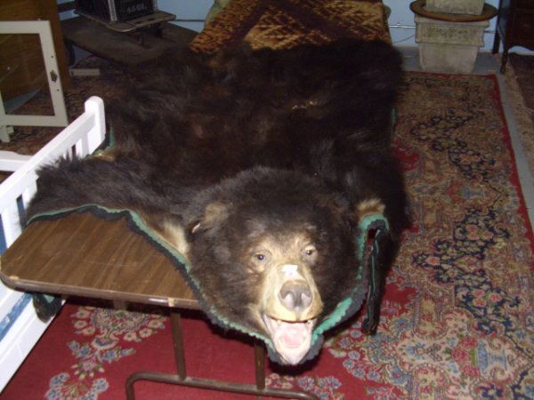 Black Bear skin rug w/Head,claws ,cond. fair hole: Black Bear skin rug w/Head,claws ,cond. fair hole in back