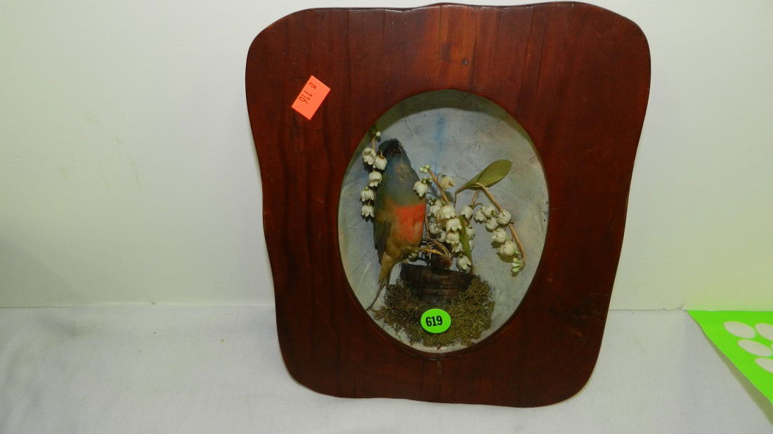 victorian framed mounted bird display in dome glas: victorian framed mounted bird display in dome glass frame