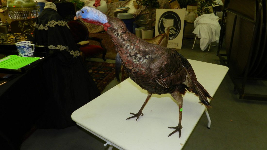nice mounted (stuffed) turkey: nice mounted (stuffed) turkey