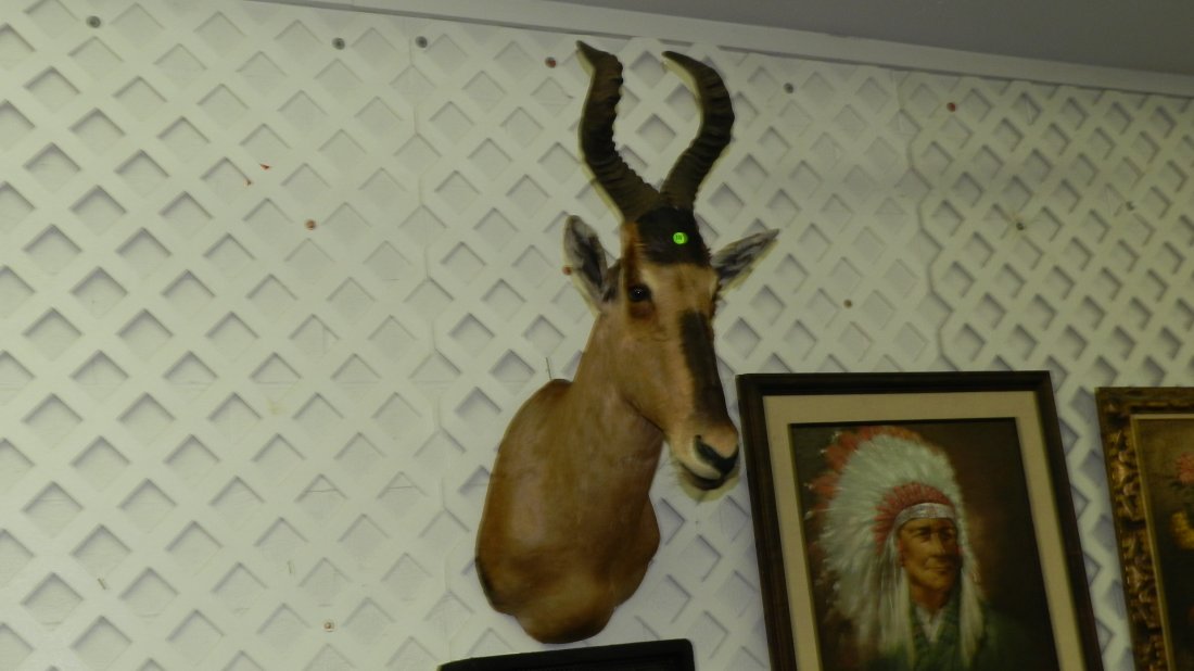 amazing South African mounted Cape Hartebeest from: amazing South African mounted Cape Hartebeest from the estate of Ralph Flower private collection