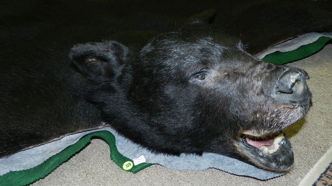 beautiful American black bear skin full hide rug, great: beautiful American black bear skin full hide rug, great head, well mounted, SSR