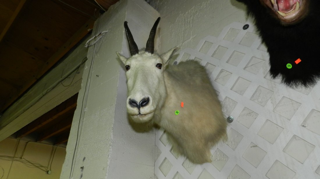 wall mounted / stuffed Mountain goat head: wall mounted / stuffed Mountain goat head