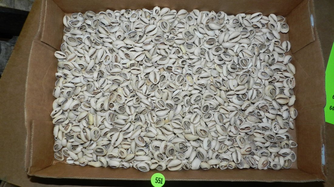 box of African Cowire shells: box of African Cowire shells