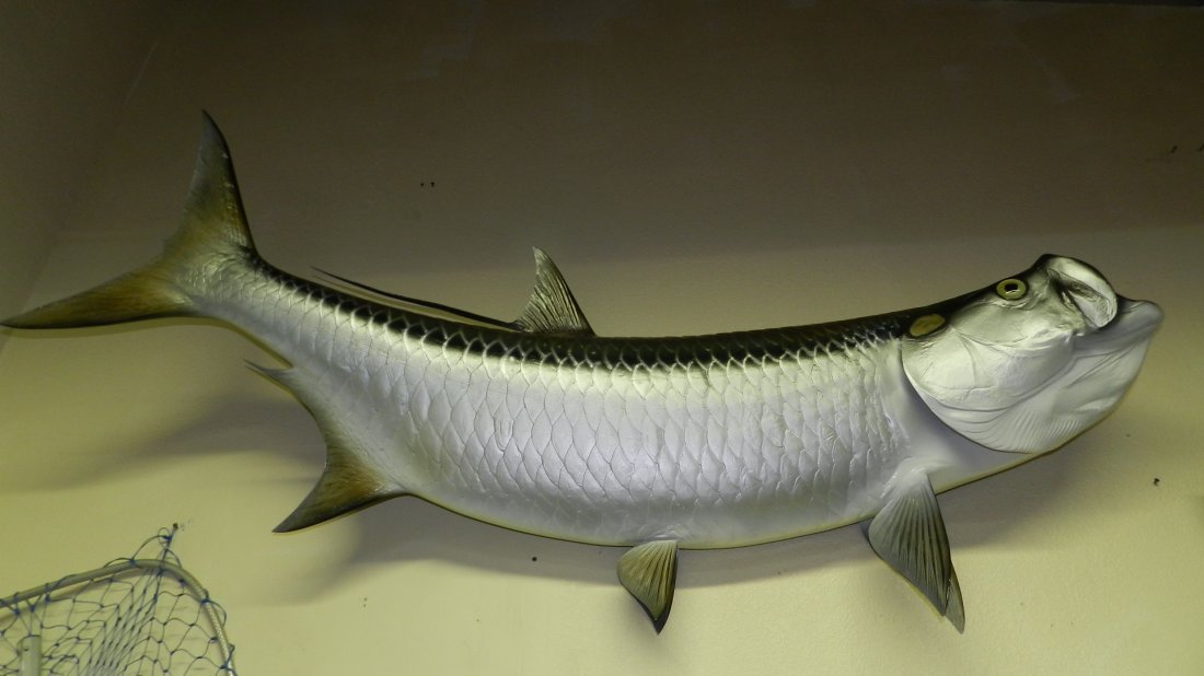 Massive and amazing mounted Tarpon fish, taken in Flori