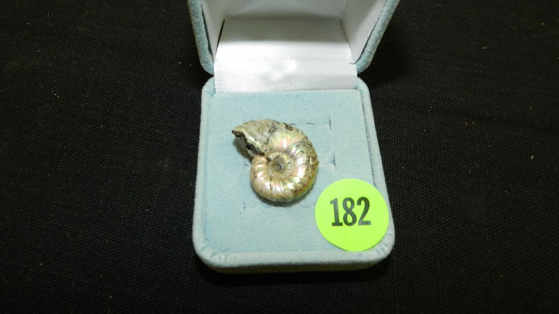 Beautiful scarce small fossil ammonite with natural (1 of 2)