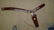 Like new leather holster and pistol belt, signed The