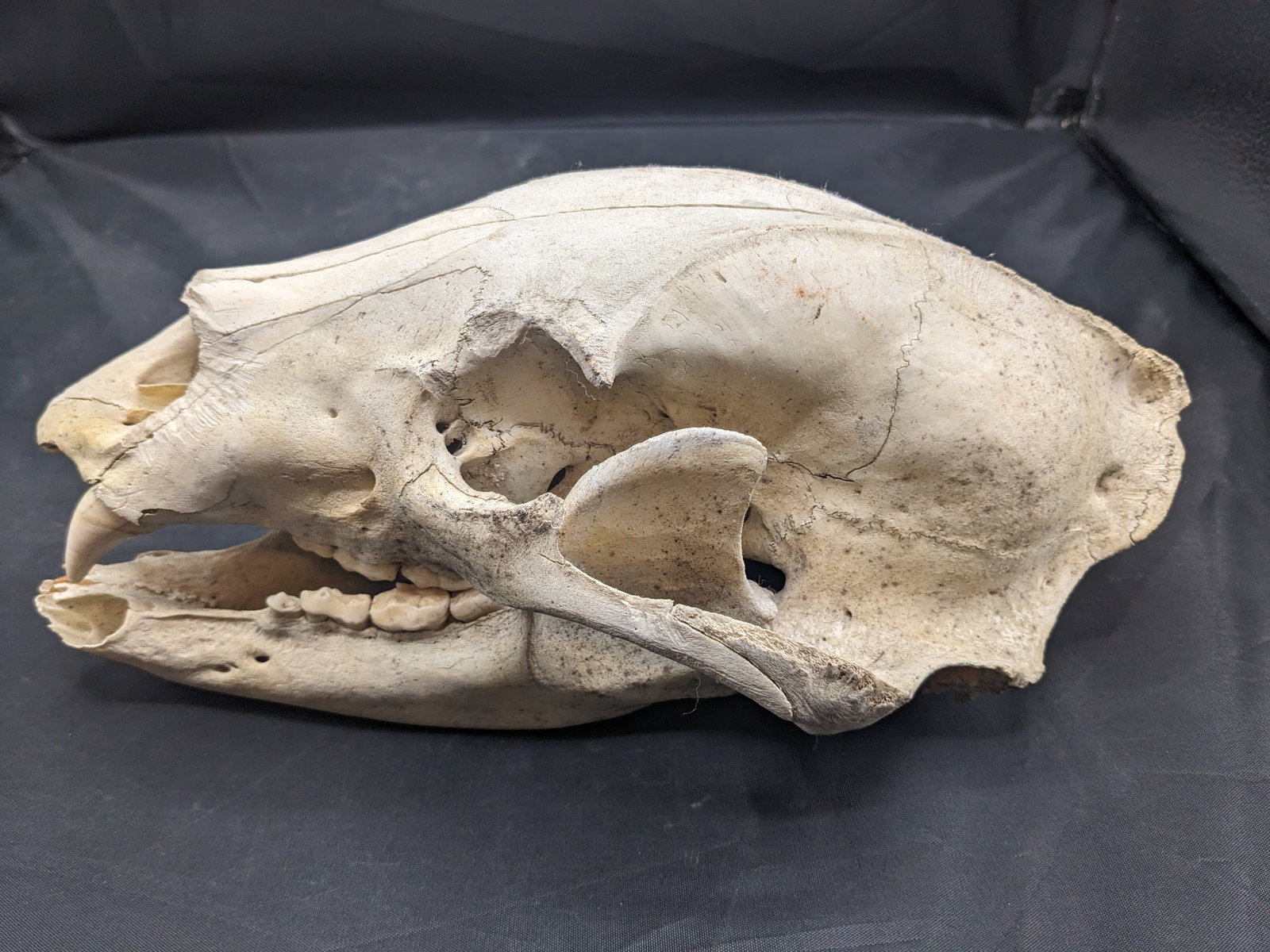 Black Bear Skull: Weathered black bear skull. 7 inches x 5.5 inchesx 12.5