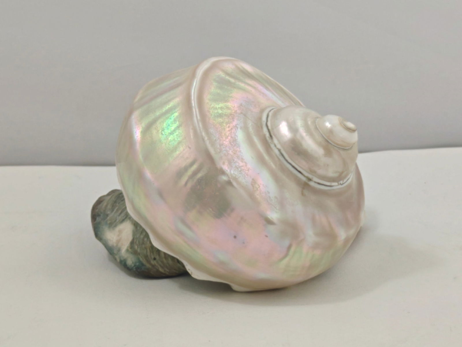 White Pearl Turbo Shell (1 of 5)